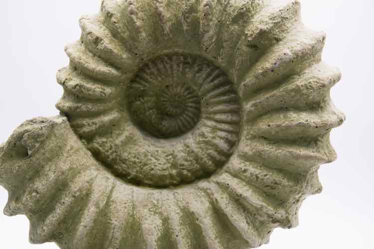 Sea Shell Sculpture
