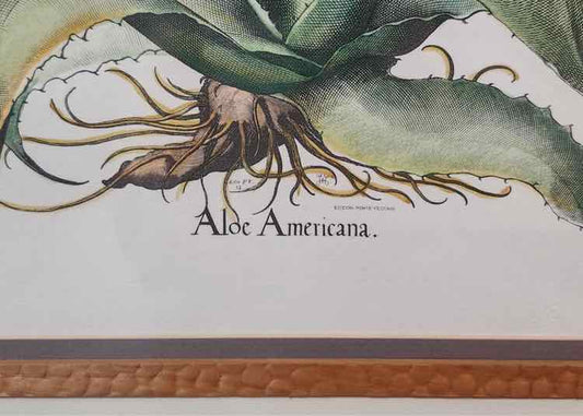 Art "Aloe Americana" Lithograph by Basilius Besler
