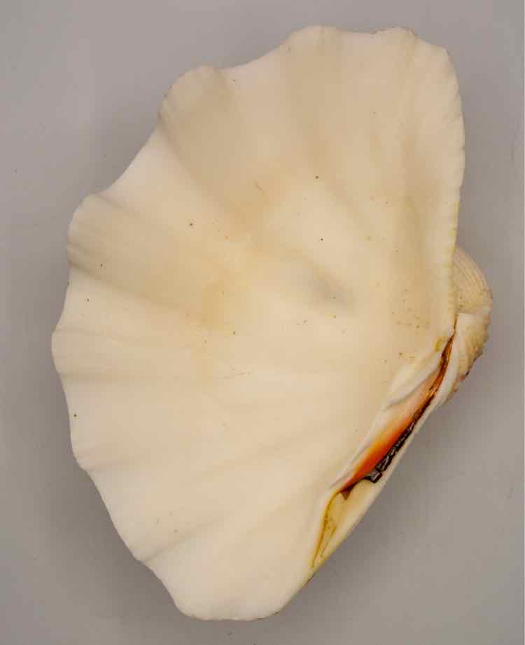 Natural Clam Shell