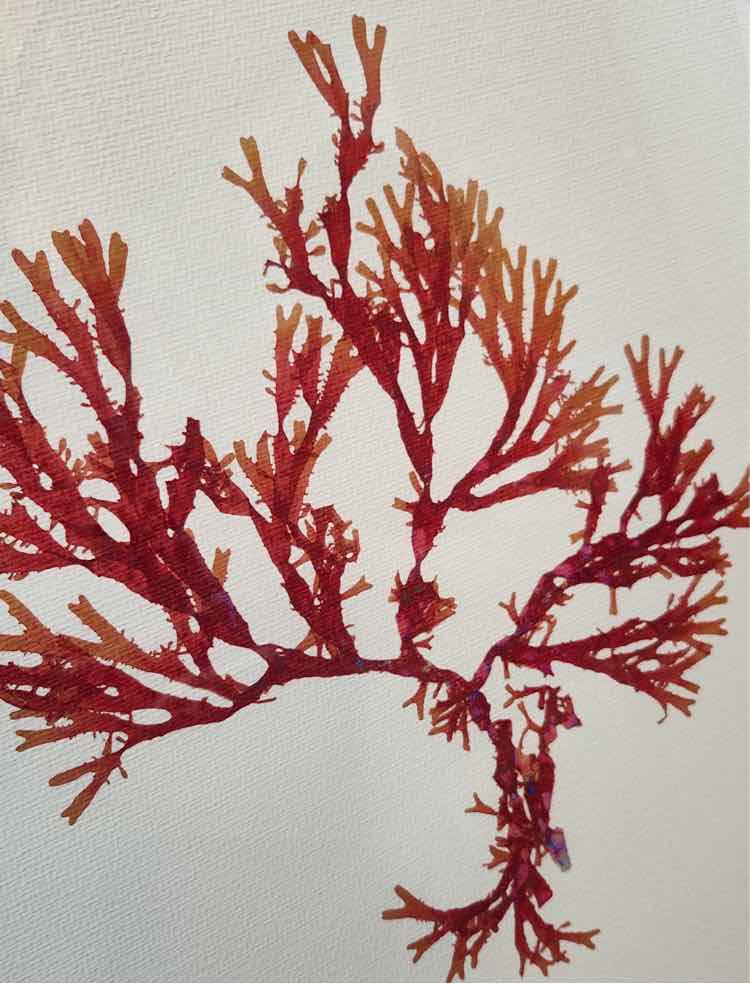 Art by Soicher Marin