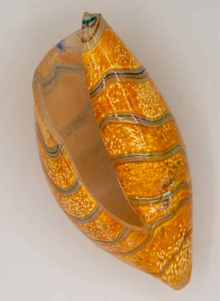Glass Shell '6in'
