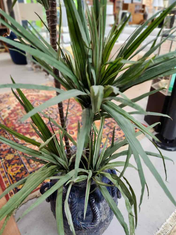Plant in Black Vase