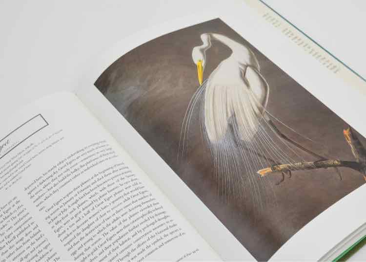 Book The Watercolors For The Birds of America