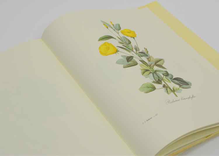 Book The Most Beautiful Flowers/Pierre J.Redoute
