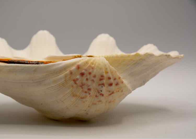 Natural Clam Shell