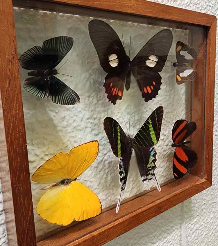 Butterfly Collection from Peru- 6pcs