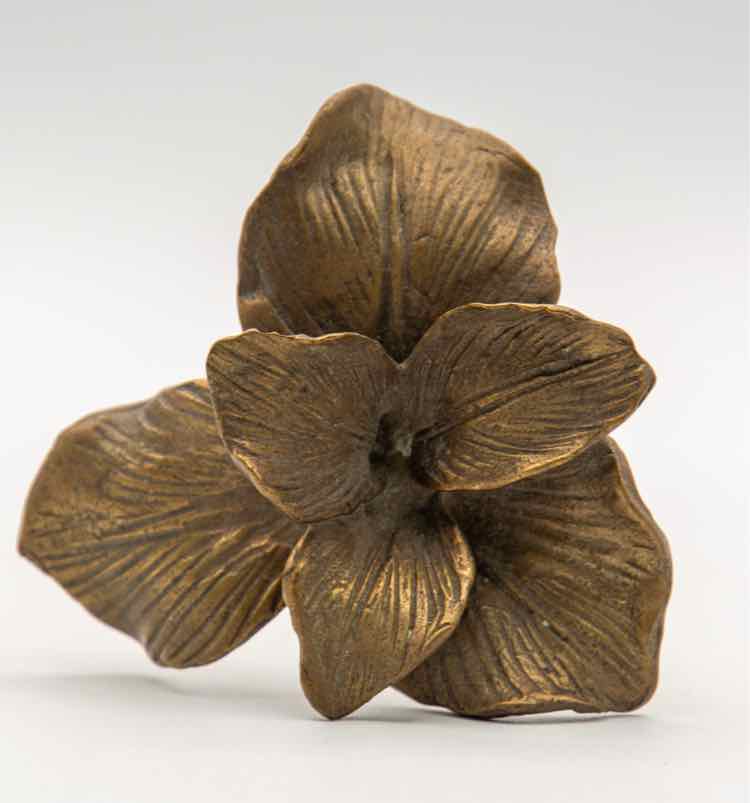 Bronze Orchid