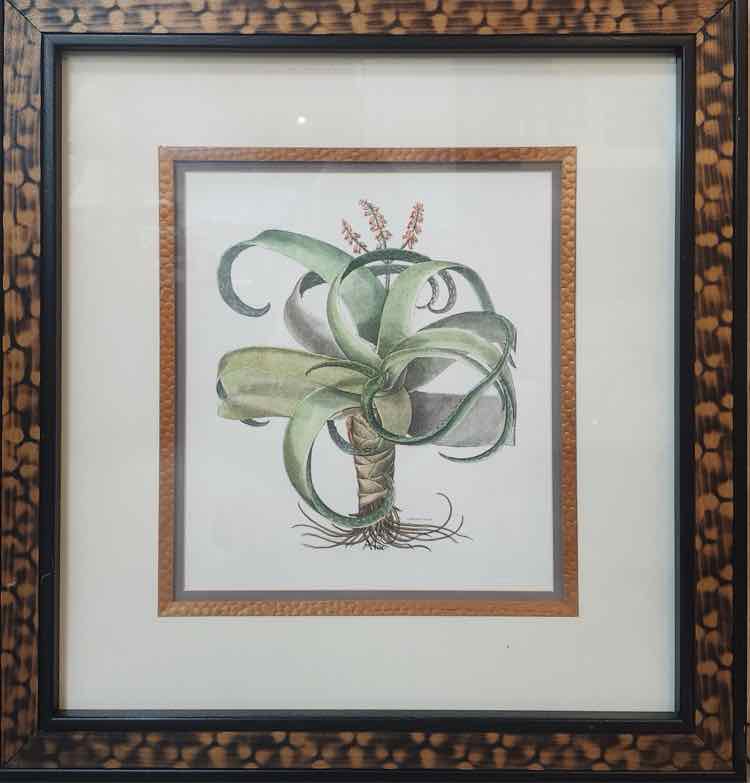 Art "Aloe in Bloom" Lithograph by Basilius Besler