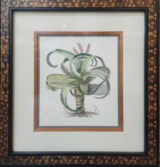 Art "Aloe in Bloom" Lithograph by Basilius Besler