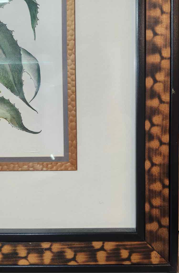 Art "Aloe Americana" Lithograph by Basilius Besler