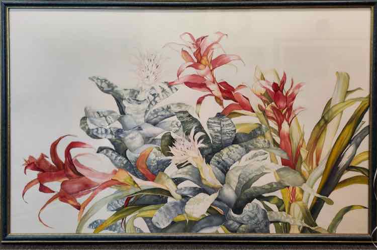 Art Bromeliad Lithograph