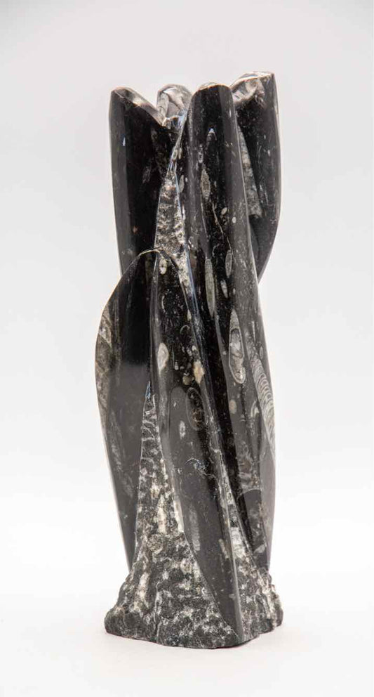 Black/Grey Orthoceras Fossil Sculpture '9in'