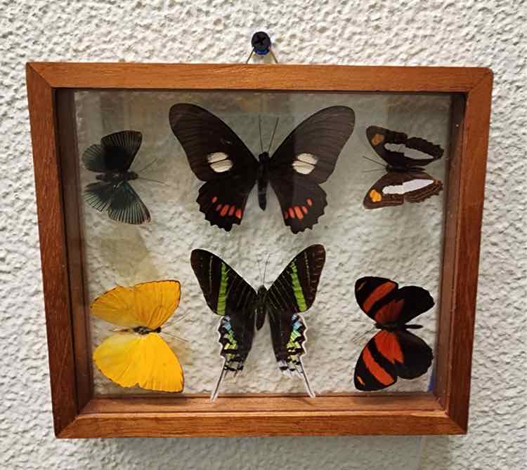 Butterfly Collection from Peru- 6pcs