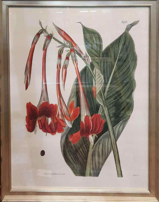"N2161" by S. Curtis Walworth Botanical Hand Colored Print