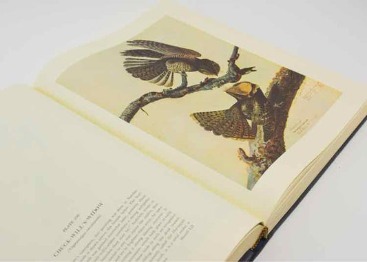 The Original Watercolor Paintings for the Birds