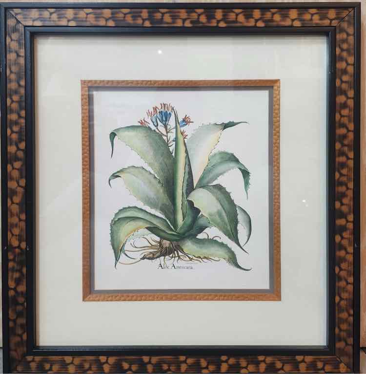 Art "Aloe Americana" Lithograph by Basilius Besler