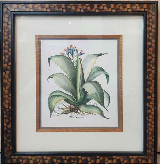 Art "Aloe Americana" Lithograph by Basilius Besler