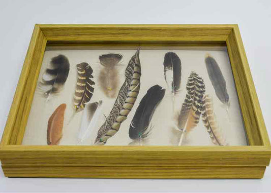 Framed Wild Bird Feather Shadow Box