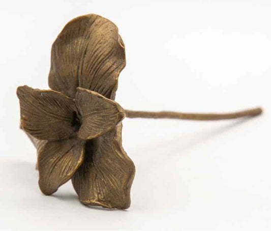 Bronze Orchid