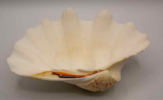 Natural Clam Shell