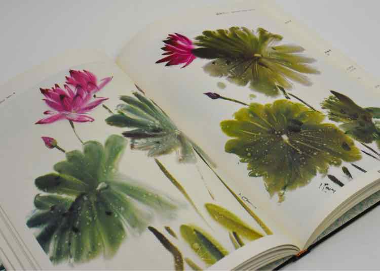 Coffee Table Book Chang Chieh's Paintings of Lotuses