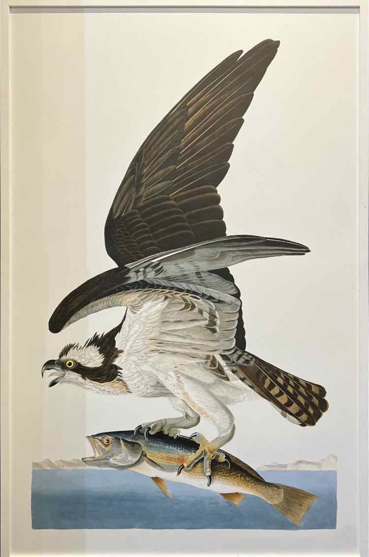 Audobron's Osprey Framed Giclee